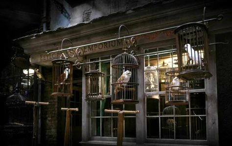 Diagon Alley Shops, Film Harry Potter, Harry Potter Wiki, Owl Species, Rubeus Hagrid, Tawny Owl, Fred And George Weasley, Diagon Alley, George Weasley