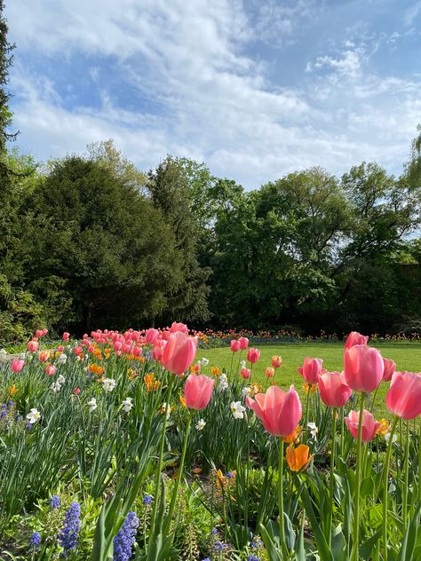 green trees and field with pink and orange tulips, and small white and purple flowers Nature, Tulip Field Wedding, Spring Park Aesthetic, Flower Park Aesthetic, Tulips Field Aesthetic, Pink Tulip Aesthetic, Tulip Meadow, Pink Tulip Field, Budapest Spring