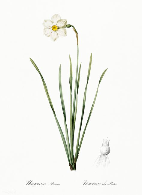 Narcissus poeticus illustration from Les liliacées (1805) by Pierre Joseph Redouté (1759-1840). Digitally enhanced by rawpixel. | free image by rawpixel.com Flower Narcissus, Botanical Sketchbook, Mughal Paintings, Plant Species, New York Public Library, Fantastic Art, Native Plants, Botanical Illustration, Public Library