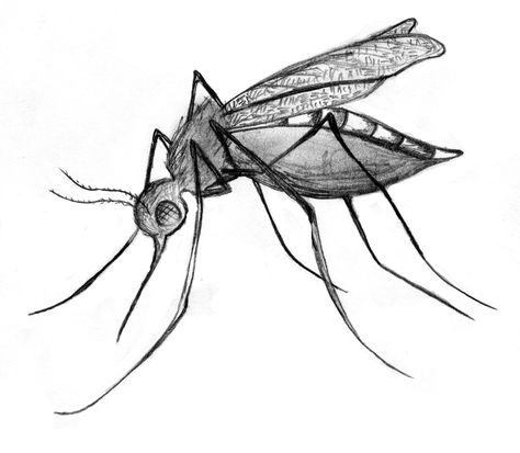 Mosquitoes Drawing, Mosquito Tattoo, Mosquito Art, Mosquito Drawing, Cartoon Mosquito, Bugs Drawing, Fly Drawing, Pencil Sketch Images, Cartoon Sketches