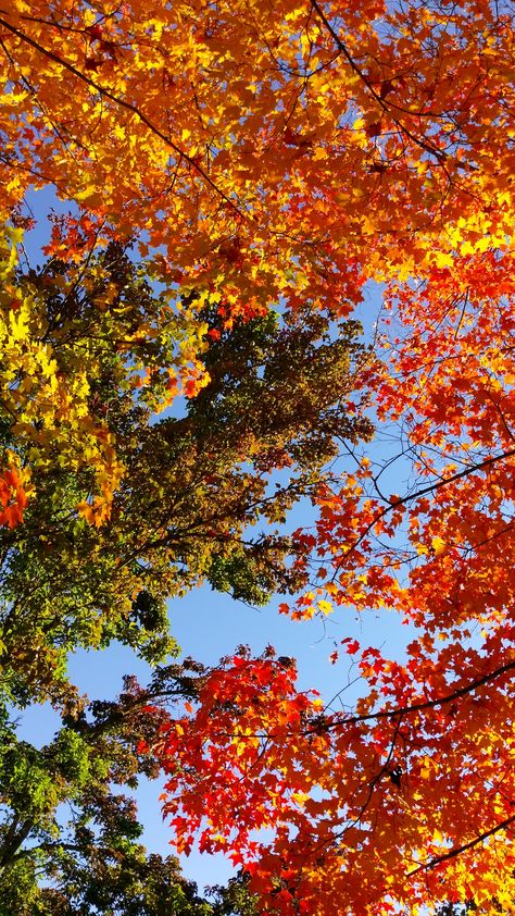 Fall Sky Aesthetic, Autumn Photography Nature Landscapes, Fall Wallpaper Landscape, Fall Landscape Wallpaper, Autumn Landscape Wallpaper, Autumn Wallpaper Iphone Aesthetic, Autumn Colors Wallpaper, Iphone Autumn Wallpaper, Autumn Background Aesthetic