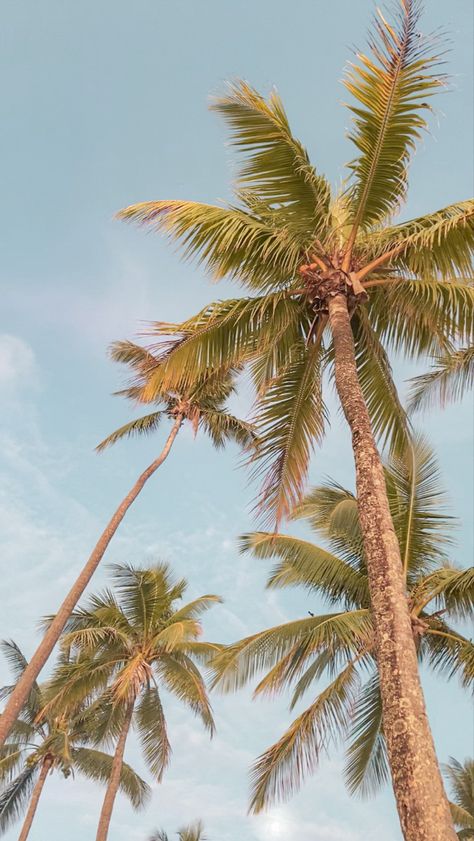 Summer inspiration palm trees summer break holidays Nature, Palm Tree Background, Palm Tree Drawing, Palm Tree Photography, Palm Tree Pictures, Palm Trees Wallpaper, Palm Trees Beach, Letter X, Summer Wallpaper