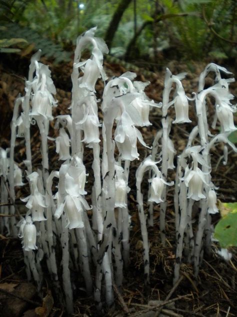 Monotropa Uniflora, Gothic Gardens, Witchy House, Everyday Goth, Interesting Plants, Garden Goals, Ghost Plant, Goth Garden, All The Bright Places