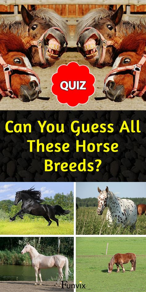 Can you guess all these horse breeds? 🐎 Take this quiz and identify as many horse breeds as possible. We have prepared a number of pictures of horses from different breeds. Some breeds are more common, while others are rarer and harder to guess.  #horse #horselovers #horsebreeds #horsequiz #funvix #horsetrivia #quiz #quizzes #animalquiz #ilovehorses #horseriding #horselover #equestrian What Horse Breed Am I Quiz, Horses In Autumn, Chimera Horse, Types Of Horses Breeds, Horse Quizzes, Common Horse Breeds, Horse Types, Horse Color Chart, Rare Horse Colors