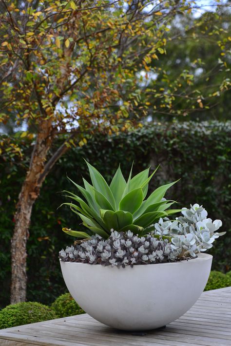 Potted Plants Outdoor, Garden Plant Pots, Outdoor Pots, Have Inspiration, Garden Cottage, Outdoor Planters, Succulents Garden, Front Garden, Outdoor Plants