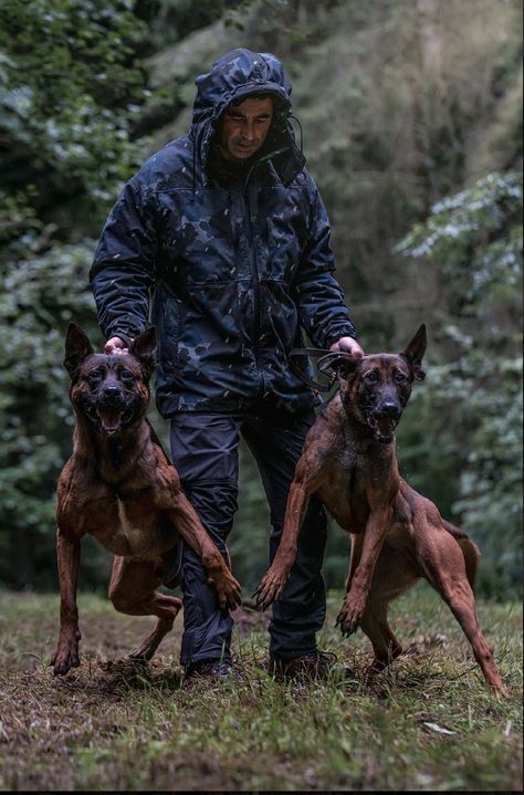 Protection Dog Training, Personal Protection Dog, Protection Dogs, Working Dogs Breeds, Malinois Puppies, Train Your Puppy, Uk Police, Herding Cats, Belgian Malinois Dog