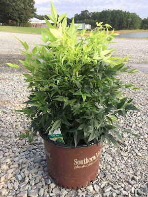 Nandina Lemon lime - Nandina domestica 'Lemon-Lime' care and culture Lemon Lime Nandina, Nandina Domestica, Front Landscape, Southern Living Plants, Front Landscaping, New Roots, Free Plants, Lemon Lime, Yard Ideas