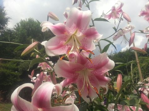 Lilies Aesthetic, Pink White Aesthetic, Pink Lilies, Theme Nature, White Lily, Nothing But Flowers, Flower Therapy, White Lilies, Pretty Plants