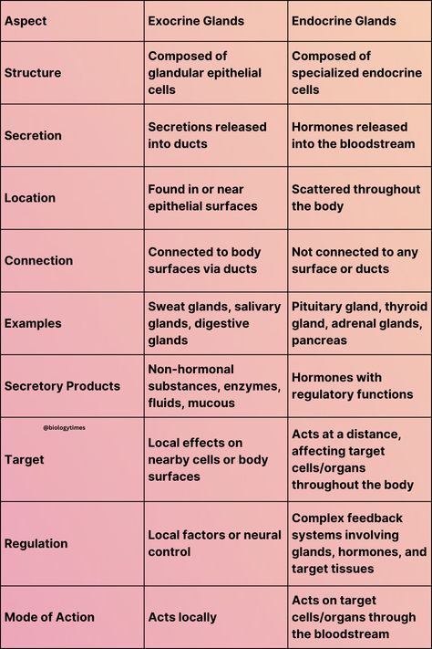 key differences between exocrine glands and endocrine glands, highlighting their structural characteristics, mode of secretion, location, target, and regulation. Endocrine Vs Exocrine Glands, Exocrine Gland, Endocrine Glands, Pituitary Gland, Class 11, Teaching Biology, Science Notes, Biology Notes, Nursing Notes