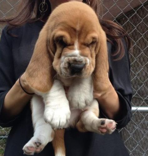 ∆ Bassett Hound Puppy, Basset Puppies, Regnul Animal, Basset Hound Puppy, Hound Puppies, Basset Hound Dog, Bassett Hound, Basset Hounds, Puppies And Kitties