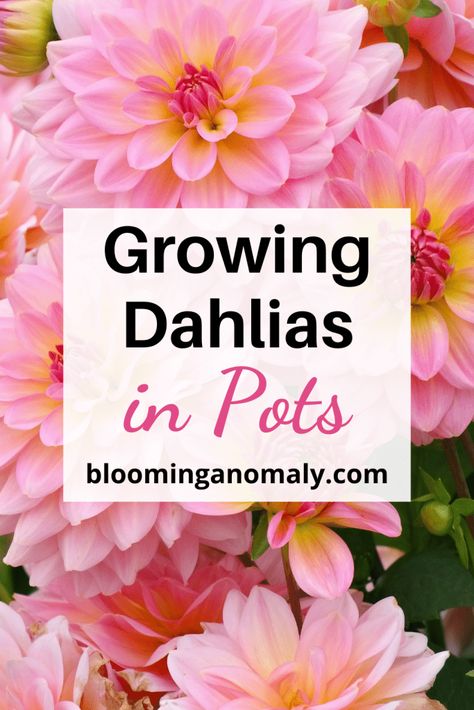 How to Grow Dahlias in Containers How To Grow Dahlias In Pots, Dahlia Planting Ideas, Potted Cut Flower Garden, Growing Dahlias In Pots, Dahlia In Containers, Planting Dahlia Bulbs, Planting Dahlias In Pots, Cut Flower Garden In Containers, How To Care For Dahlias