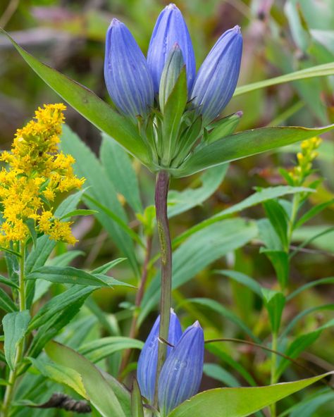 Closed bottle gentian (Gentiana andrewsii) on the Scuppernong Prairie in Wisconsin State Natural Area, in the middle of its native range. Photo by Joshua Mayer.  The unique flower shape of the closed bottle gentian is characterized by a tightly closed, bottle-like corolla (the fused petals). This distinctive closed appearance is what gives the plant its common name.   #nativeplants #wildflowers #floraandfauna #botanicalbeauty #naturelovers #biodiversity #ecosystem #pollinators Wisconsin State, Unique Flower, Botanical Beauty, Unique Flowers, Flora And Fauna, Ecosystem, Native Plants, Flower Shape, Wisconsin