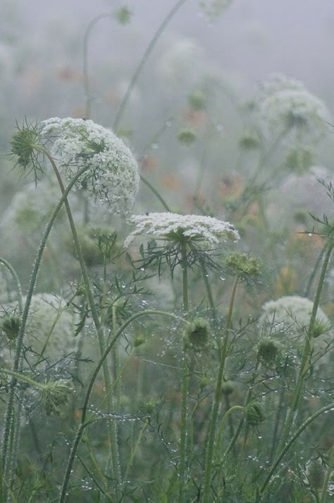 Queen Anne Lace, Cow Parsley, Drops Of Water, Daucus Carota, Queen Anne's Lace, Queen Annes Lace, Favorite Flowers, Water Droplets, The Meadows