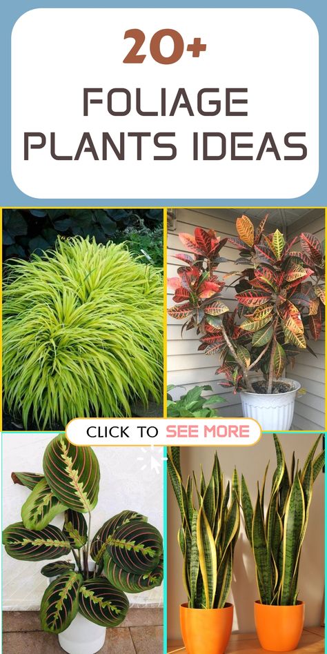 Elevate your indoor sanctuary with these stunning foliage plant suggestions, adding a refreshing breeze and natural touch of green to your home environment. Discover imaginative methods to integrate foliage plants into your interior design scheme, crafting a serene oasis right at home. Colorful Foliage Plants, Colorful House Plants, Ti Plant, Peacock Plant, Nerve Plant, Japanese Forest, Chinese Money Plant, Backyard Greenhouse, Color And Texture