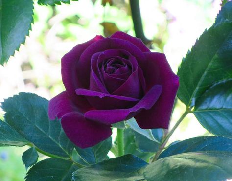 Coming Up Roses: Pretty purple rose boasts heavenly fragrance Purple Rose Flower, Dark Purple Roses, Flower Bush, Perennial Flower, American Garden, Rose Varieties, Rare Seeds, Rose Seeds, Coming Up Roses