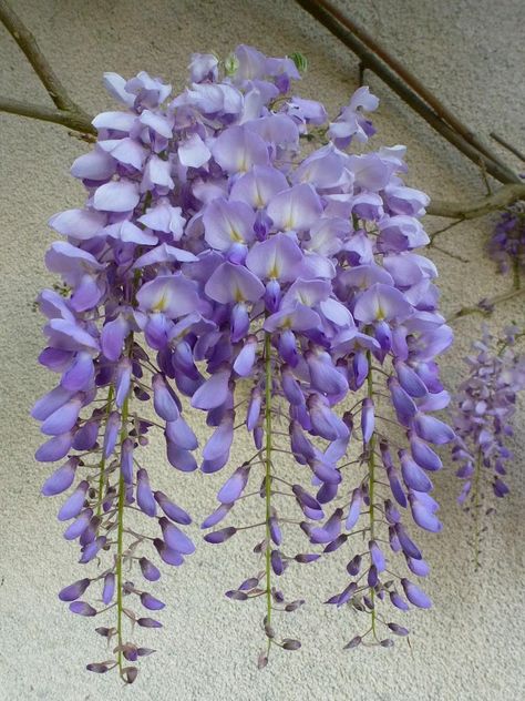 Living the life in Saint-Aignan: The 2017 wisteria bloom Wisteria Plant, Full Back Tattoos, Living The Life, Early In The Morning, All Things Purple, Pretty Plants, Delphinium, West Side, Be Nice