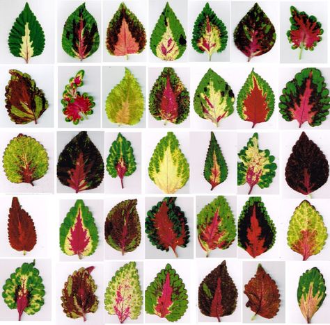 Plantings – Coleus Sampler – MINDING MY P'S WITH Q Raised Garden Designs, Coleus Plants, Types Of Houseplants, Shade Garden Design, Rock Garden Design, Wild Garden, Easy Backyard, Monstera Plant, House Plants Decor