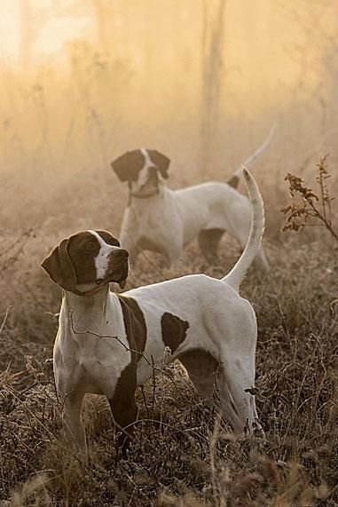 Bird Dogs Bird Hunting, Dog Leashes, Bird Dogs, German Shorthaired Pointer, Two Dogs, Hound Dog, Hunting Dogs, Medium Dogs, Beautiful Dogs