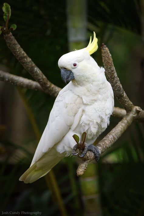 Sulphur Crested Cockatoo, Cacatoo Bird, Cockatoo Aesthetic, Cockatoo Drawing, Australian Cockatoo, Umbrella Cockatoo, White Parrot, Cockatoo Bird, Philippine Eagle