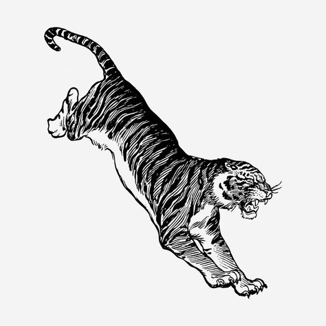 Jumping tiger, vintage animal illustration. Free public domain CC0 graphic | free image by rawpixel.com Tiger Jumping Illustration, Circus Tiger Illustration, Jumping Tiger, Tiger Sketch, Tiger Tattoo Sleeve, Tiger Vintage, Angry Tiger, Tiger Vector, Tiger Drawing