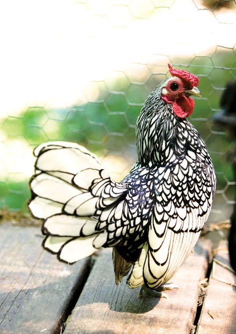 English Silver Sebright chicken- I am so getting one to add to my flock! Black Star Chicken, Sebright Chicken, Bantam Breeds, Chicken Tips, Fancy Chickens, Beautiful Chickens, Chickens And Roosters, Backyard Chickens, Chicken Breeds