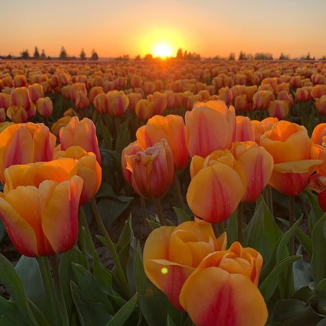 Flowers 🌸 on Twitter: "beautiful 😍😍… " Best Friend Wallpaper, Orange Tulips, Tulips Garden, Tulip Fields, Friends Wallpaper, Yellow Tulips, Flower Boys, House Landscape, Yellow Aesthetic