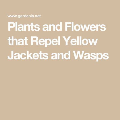 Plants and Flowers that Repel Yellow Jackets and Wasps Yellow Jacket Repellent, Herbs And Plants, Sunflowers And Daisies, California Garden, Dogwood Trees, The Sting, Yellow Jackets, Citronella Candles, Rosmarinus Officinalis