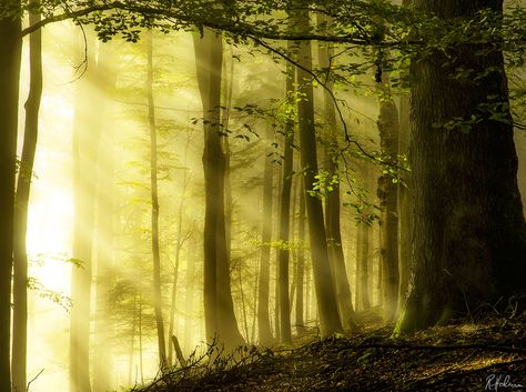 Yellow Forest, Enchanted Wood, Tree Forest, Autumn Forest, Mellow Yellow, Beautiful Tree, Enchanted Forest, In The Forest, In The Woods