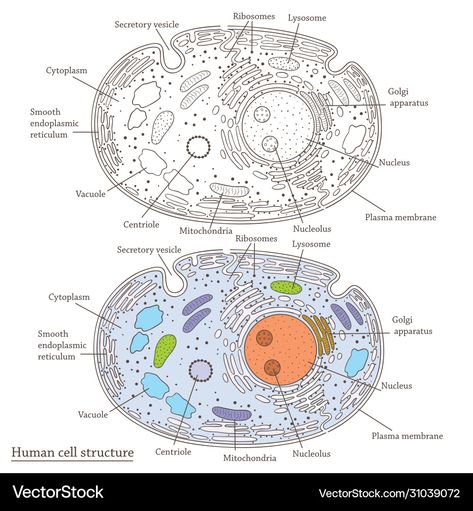 Human Cell Drawing, Human Cell Anatomy, Human Cell Structure, Cell Illustration, Cell Anatomy, Human Cell, Wallpaper Girly, Cell Structure, Anatomy Drawing