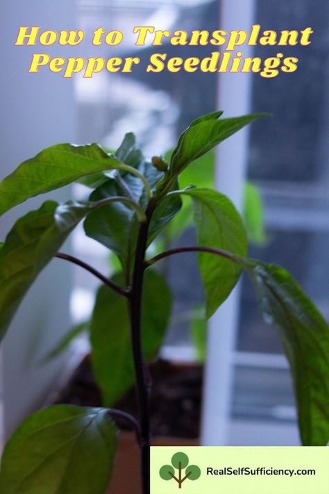 Learn how to transplant pepper seedlings successfully to get healthy plants and big pepper harvests with our expert guide. #growingpeppers #transplantpeppers #transplantpepperseedlings #pepperseedings Pepper Seedlings, Growing Peppers, Hot Pepper Seeds, Pepper Plants, Root Growth, Pepper Seeds, Bountiful Harvest, New Environment, Stuffed Sweet Peppers