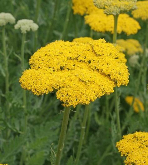 Gold Yarrow Seeds Yellow Golden Achillea Millefolium Flower | Etsy Yarrow Plant, Yarrow Flower, Achillea Millefolium, Full Sun Perennials, Perennial Herbs, Border Plants, Plant Spacing, Attract Butterflies, Herb Seeds