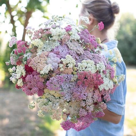 Future Garden, Achillea Millefolium, Cut Flower Garden, Summer Berries, Plant Spacing, Flower Farm, Types Of Plants, Cut Flowers, Garden Inspiration