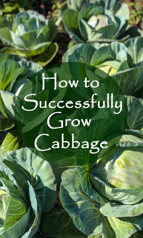 Cabbage Plants In Pots, How To Grow Cabbage From Seed, How To Plant Cabbage Plants, Planting Cabbage Plants, Growing Cabbage Plants, Growing Cabbage From Seed, Ornamental Cabbage Planter, How To Grow Cabbage, Vegetable Garden Diy Ideas