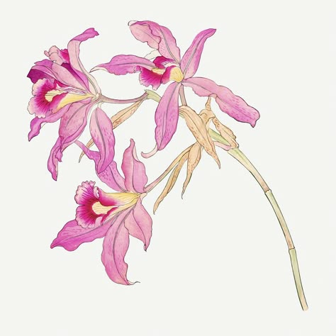 Pink laelia orchid illustration, vintage Japanese art | premium image by rawpixel.com Laelia Orchid, New Year Tattoo, Orchids Drawing, Butterfly Story, Orchid Illustration, Orchid Drawing, Year Tattoo, Incense Packaging, Modern Floral Art