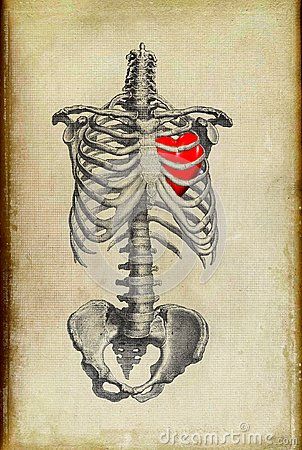 Rib Cage Illustration, Heart In Rib Cage Drawing, Ribcage With Heart Inside, Opening Chest Drawing, Open Ribcage Drawing, Ripping Heart Out Of Chest Drawing, Rib Cage Drawing, Rib Cage Heart, Bar Branding