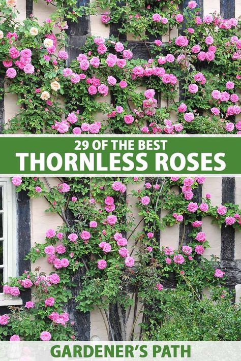 The old song isn’t true: Not every rose has its thorns. Some are thornless (or nearly so) and every bit as beautiful as thorny ones. Gardener’s Path introduces you to 29 different options so you don’t have to suffer for beauty. From climbers to petite shrubs, there are a multitude of options. #roses #gardenerspath Thornless Climbing Roses, Thornless Roses, Iceberg Climbing Rose, New Dawn Climbing Rose, Rose Plant Care, Shade Roses, Rose Gardens, Rose Plant, Best Perennials