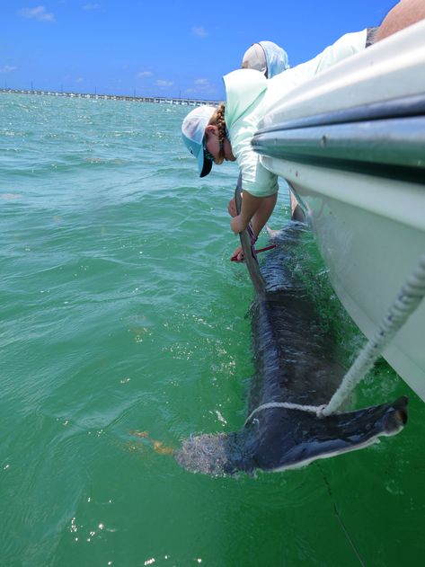 Shark Research, Ocean Kingdom, Goblin Shark, University Of Massachusetts Amherst, Shark Conservation, Trophy Fish, Dream Jobs, University Of Massachusetts, Shark Fishing