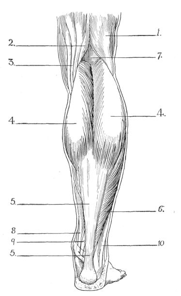 Lower Leg Muscle Diagram Blank Sketch Coloring Page Sketch Coloring Page Leg Muscles Diagram, Leg Muscles Anatomy, Muscle Diagram, Leg Anatomy, Lower Leg Muscles, Human Muscle Anatomy, Leg Muscle, Anatomy Coloring Book, Anatomy Bones