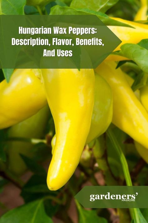 Hungarian Wax Peppers: Description, Flavor, Benefits, And Uses