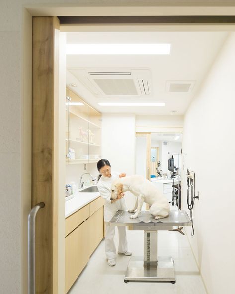 kengo-kuma-ohkubo-animal-hospital-takashi-japan-designboom-03 Kengo Kuma Interior, Pet Store Design, Roof Canopy, Medical Office Design, Hospital Architecture, Shelter Design, Lvp Flooring, Hospital Interior, Kengo Kuma