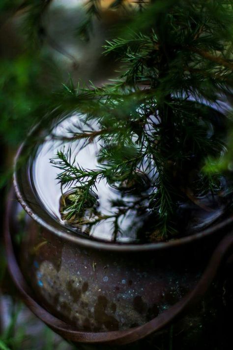 Woods Witch, Magical Cottage, Witch Life, Growing Rosemary, Peaceful Garden, Terrasse Design, Nature Witch, Cottage Witch, Light Photo