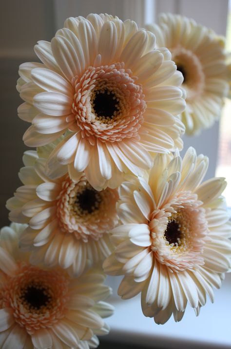 Peach Gerber Daisies Peach Gerbera Daisy, Gerbera Daisy Aesthetic, Daisy Meaning, Pink Gerber Daisy, Farmhouse Flowers, Flower Identification, Gerber Daisy, Gerber Daisies, Friend Activities