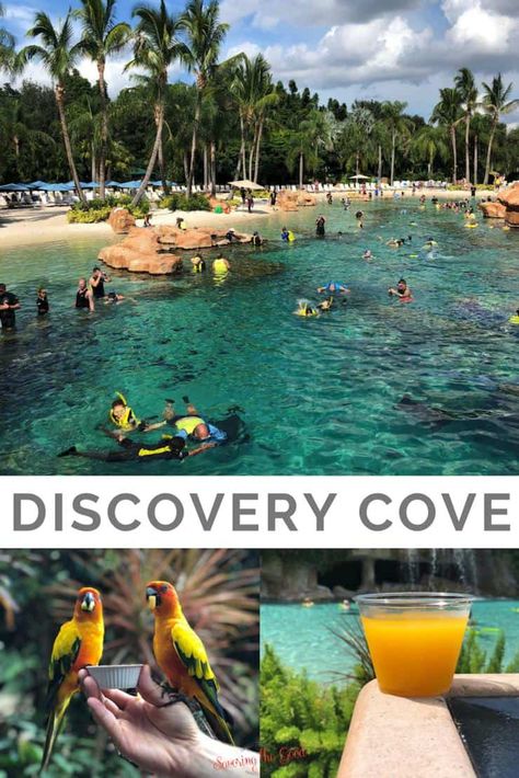 Discovery Cove Orlando Tips, Orlando Florida Things To Do, Discovery Cove Orlando, Orlando Florida Vacation, Florida Vacation Spots, Destin Florida Vacation, Swim With Dolphins, Florida Travel Destinations, Orlando Trip