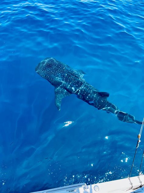 Ocean Shark Aesthetic, Ocean Aesthetic Whale Shark, Swimming With Whales Aesthetic, Blue Ocean Animals Aesthetic, Swimming With Whale Sharks, Whale Sharks, Baby Whale, Whale Shark, Marine Biology