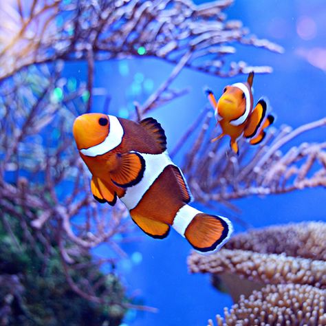 Clown fish coral reef swim dive snorkel sport sea ocean leisure tropical Tropical Sea Animals, Ribe, Pictures Of Coral Reef, Clown Fish Photography, Coral Reef Reference, Reef Fish Photography, Coral Reef Fish Photography, Fish Coral Reef, Ocean Animal Photography