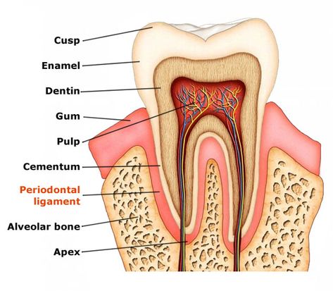 Tooth Anatomy, Dental Assistant School, Dental Hygienist School, English Advanced, Dental Assistant Study, Teeth Anatomy, Dentist Assistant, Dental Hygiene Student, Dental Images