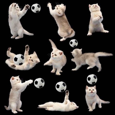 Collection of cute white british kittens... | Premium Photo #Freepik #photo #cat-play #cat-playing #kittens #cat Cat Playing With Toy, Cat Playing With Ball, Kitten Playing, Printing Stickers, Cats Playing, Photo Cat, Cats Pictures, Stained Glass Door, British Sports