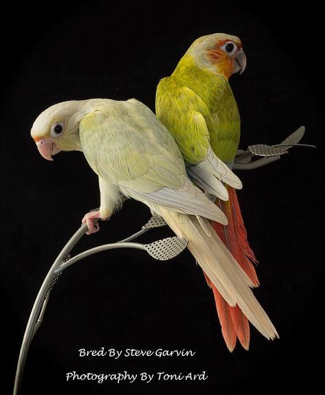 Lovely Green Cheek Conure mutations.  :) Moon Cheek Conure, Conure Bird, Conure Parrots, Colorful Parrots, Parrot Bird, Nature Birds, Kinds Of Birds, Pet Bird, Bird Wallpaper