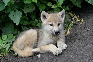 Wolf Puppies, Wolf Pics, Wolf Pups, Mother And Baby Animals, Wolf Poses, Wolf Puppy, Baby Wolves, Dad Tattoo, Wolf Photography