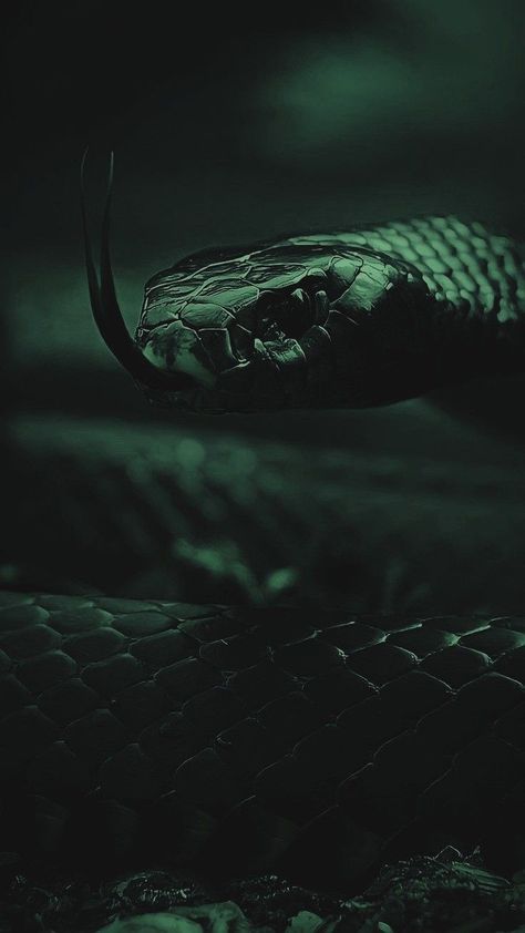 Green Serpent, Loki Aesthetic, Toronto Zoo, Dark Green Wallpaper, Snake Wallpaper, Dark Green Aesthetic, Slytherin House, Slytherin Aesthetic, Gold Aesthetic